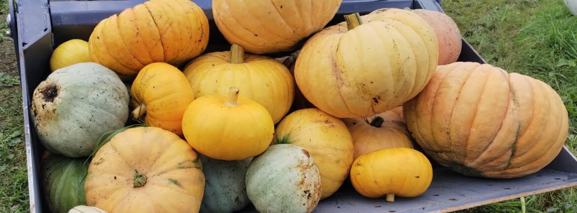 Att odla jättejättemycket pumpa